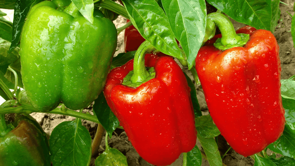 Plant Nutrients: Macronutrients